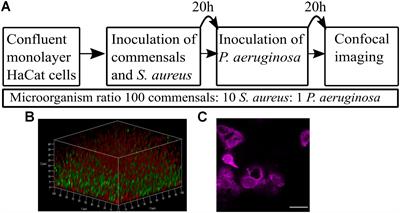 A Simple Polymicrobial Biofilm Keratinocyte Colonization Model for Exploring Interactions Between Commensals, Pathogens and Antimicrobials